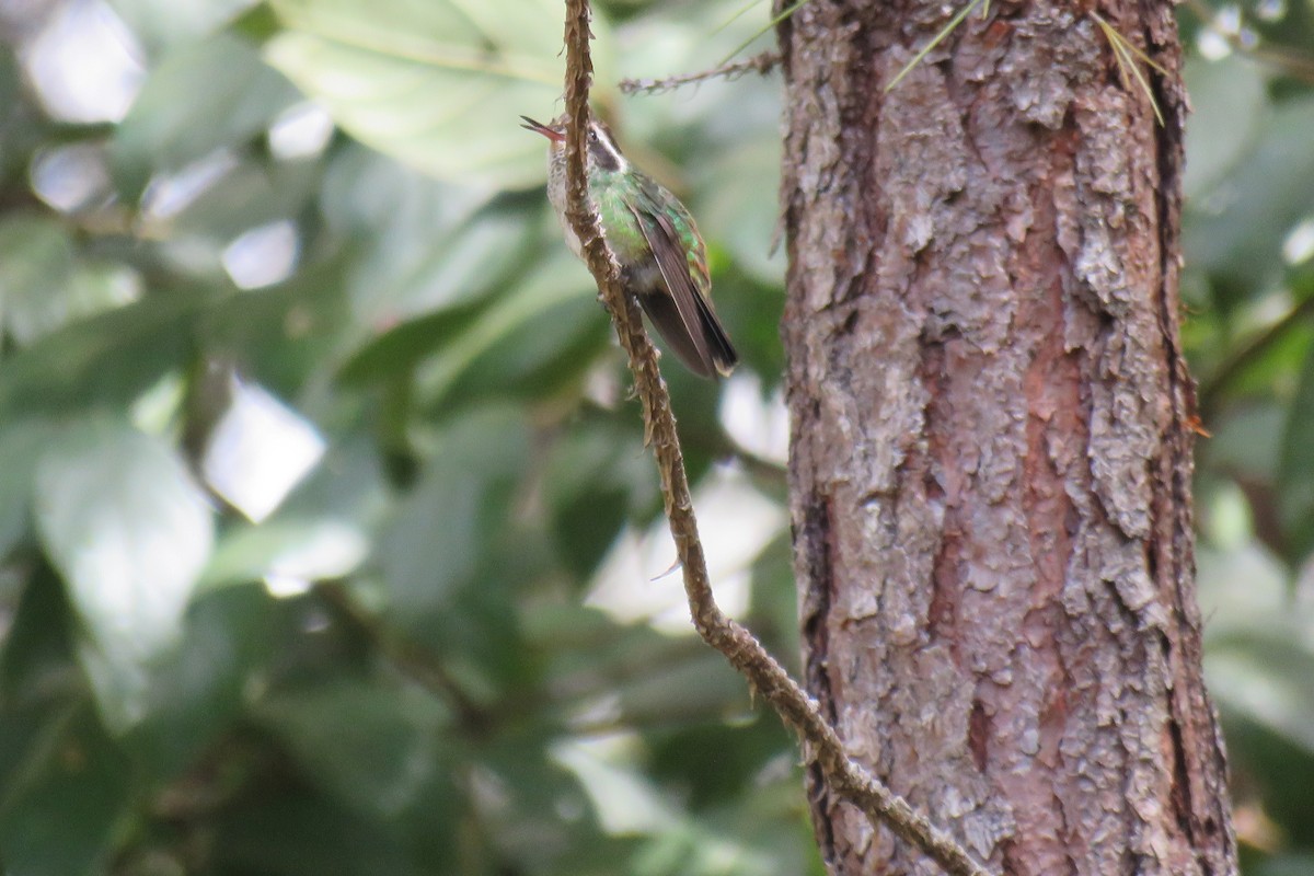 White-eared Hummingbird - Hermes Vega