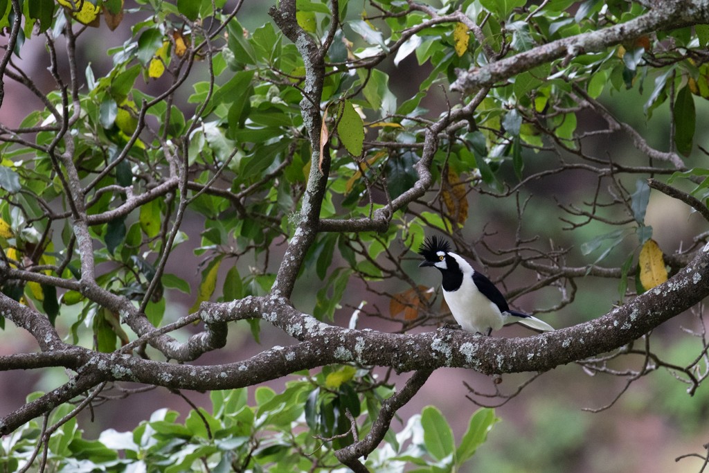 Tufted Jay - ML614451398