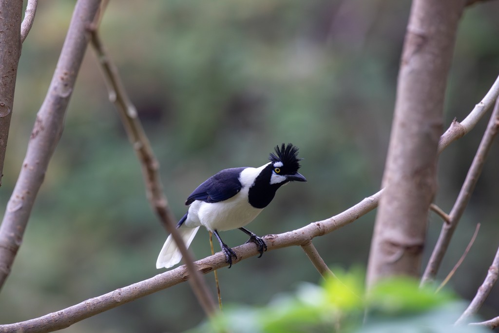 Tufted Jay - Joachim Teunen