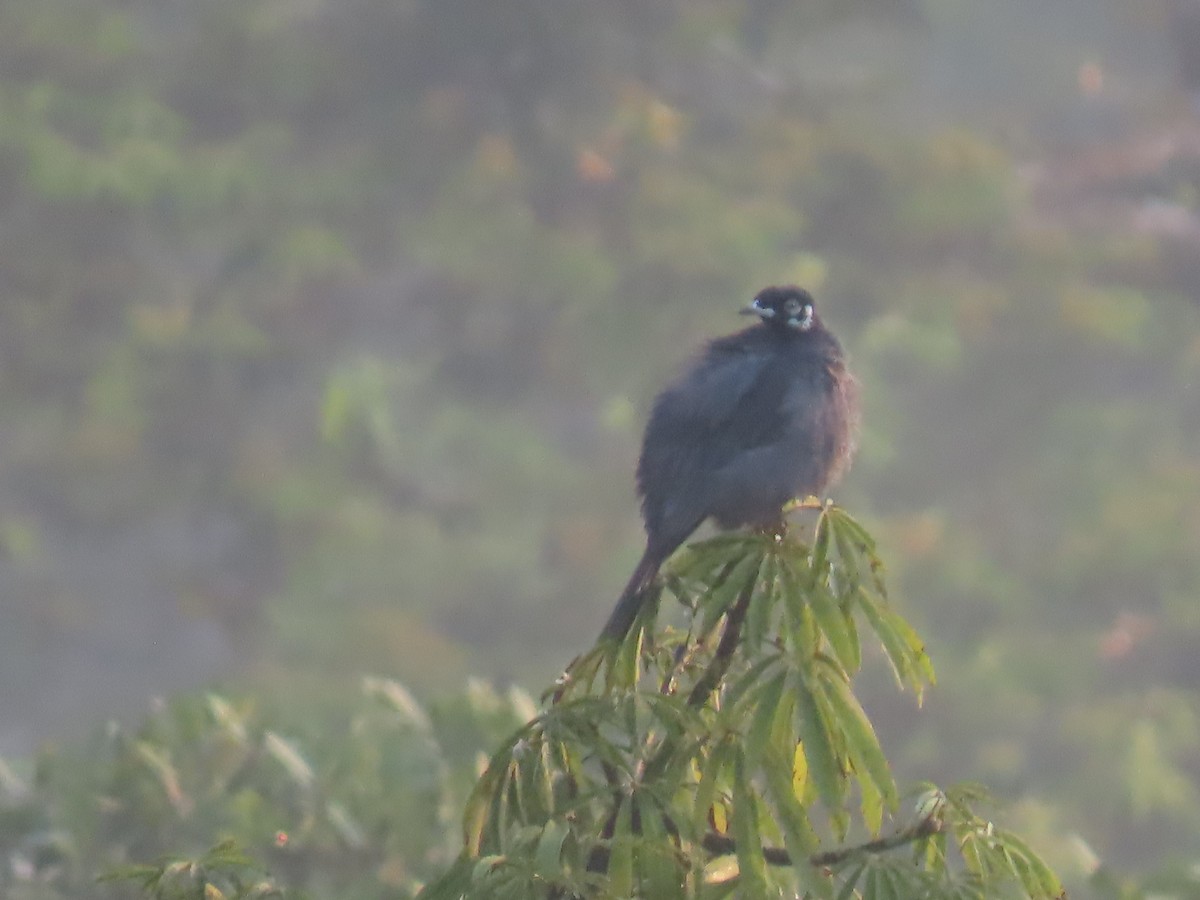 Bare-necked Fruitcrow - ML614451413