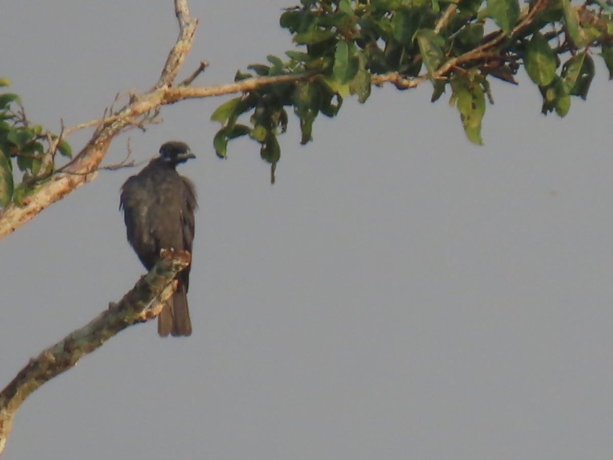 Bare-necked Fruitcrow - ML614451428