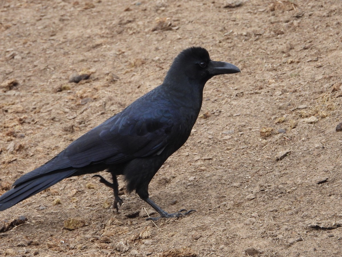Large-billed Crow (Large-billed) - Vidhya Sundar