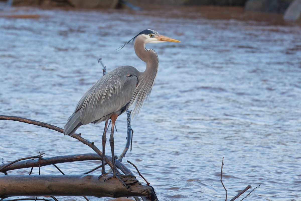 Great Blue Heron - John Callender