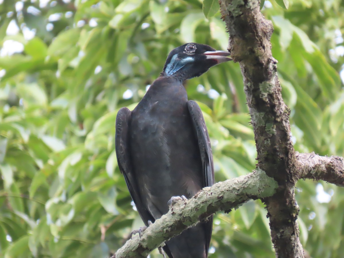 Bare-necked Fruitcrow - Katherine Holland