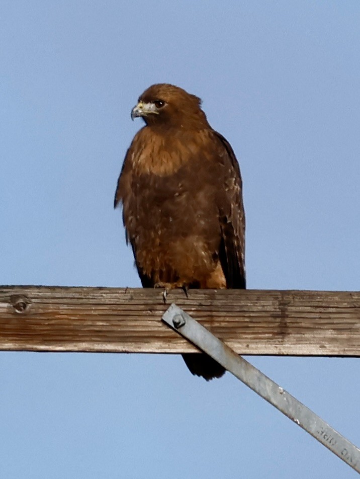 Red-tailed Hawk - ML614451482