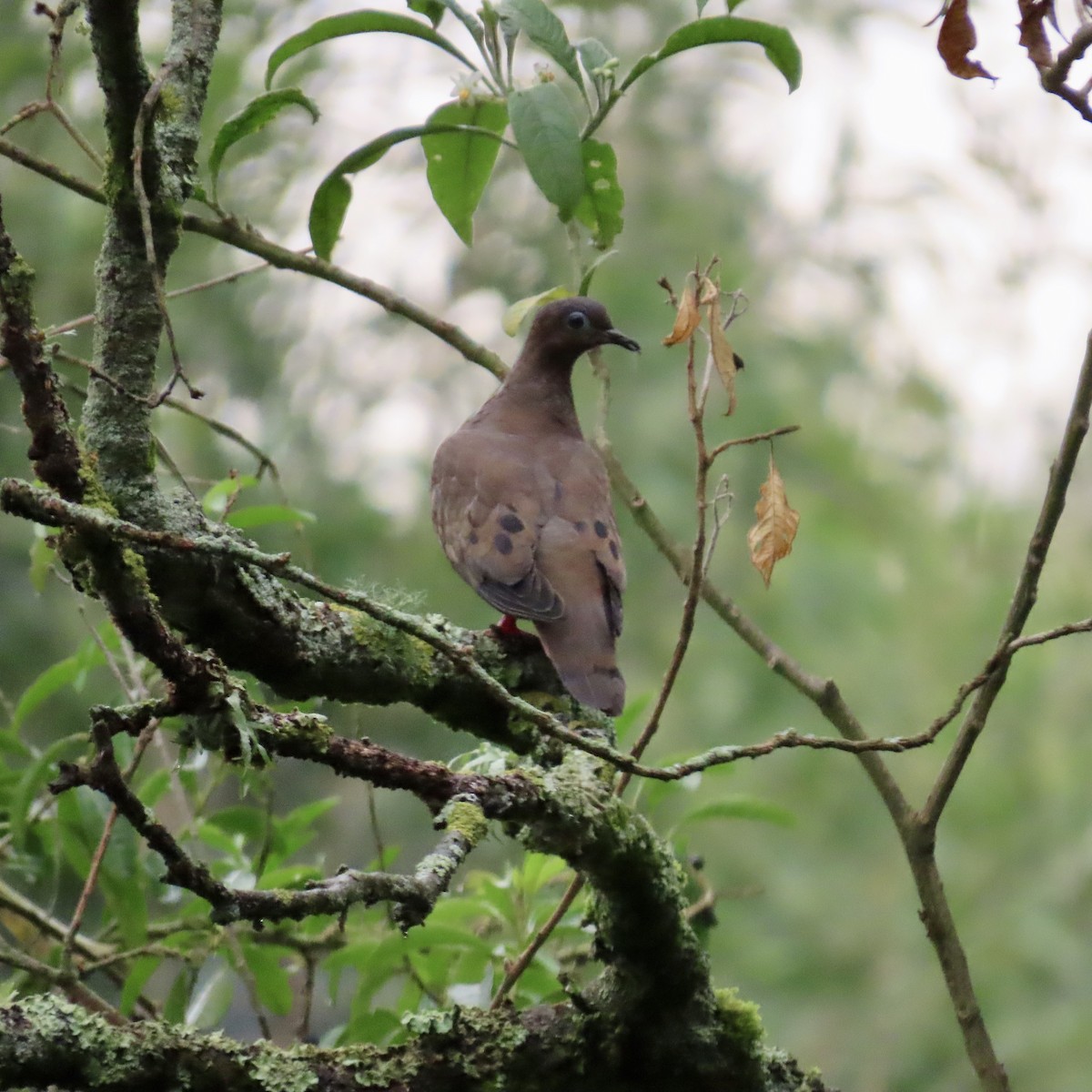 Eared Dove - ML614451525