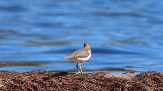 Spotted Sandpiper - ML614451532