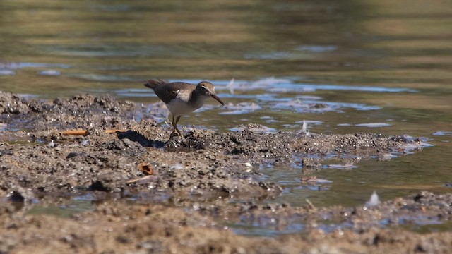 Spotted Sandpiper - ML614451540