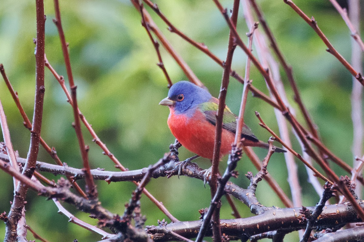 Painted Bunting - John Callender