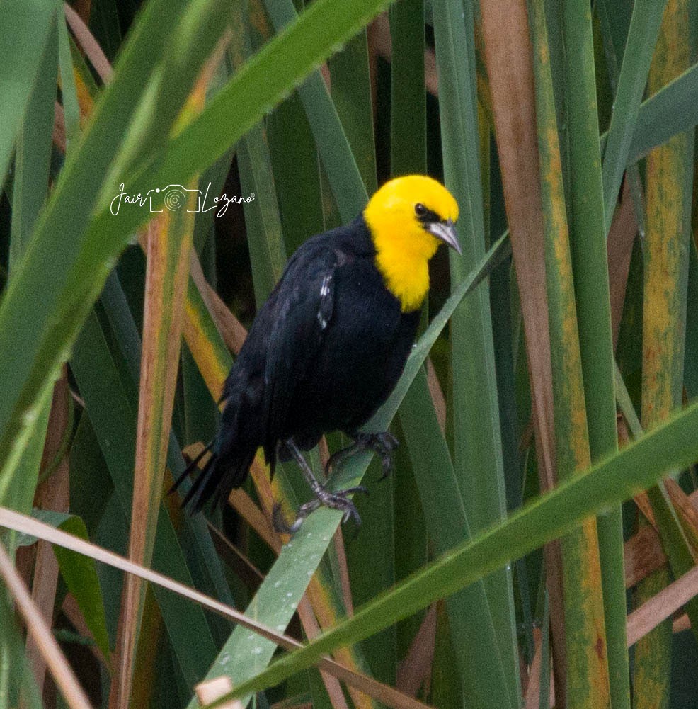 Yellow-hooded Blackbird - Jair Lozano
