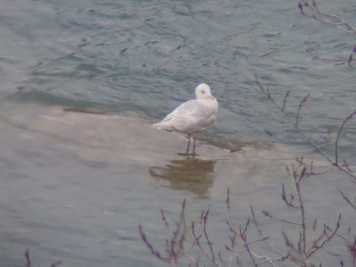 Glaucous Gull - ML614451624