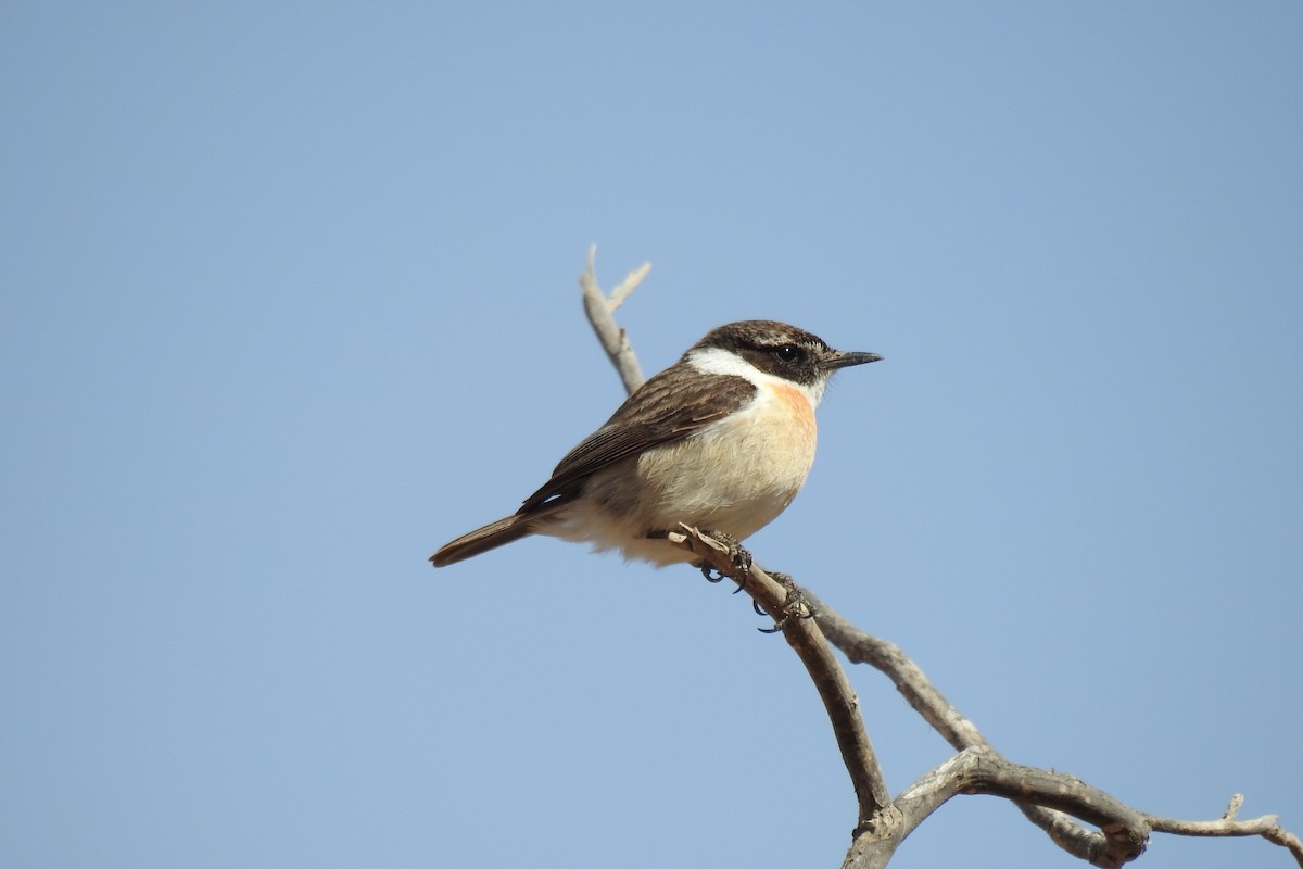 Fuerteventura Stonechat - Peter Hines