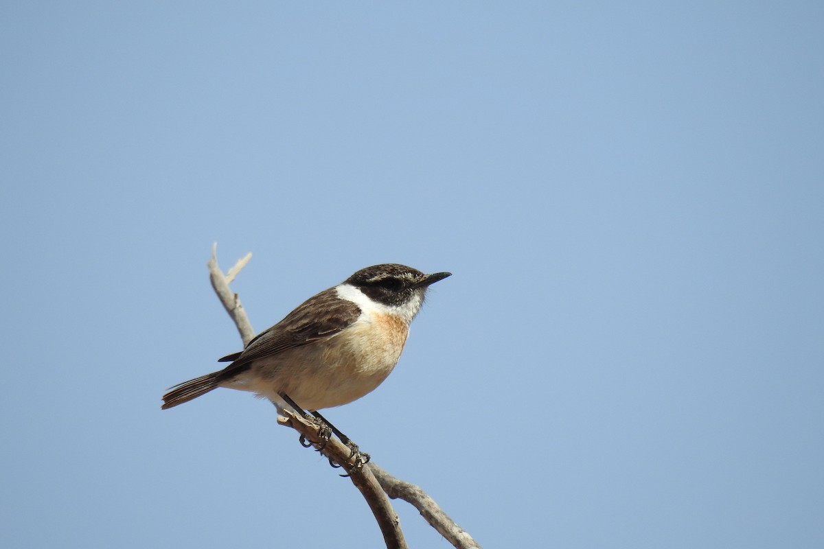 Fuerteventura Stonechat - Peter Hines