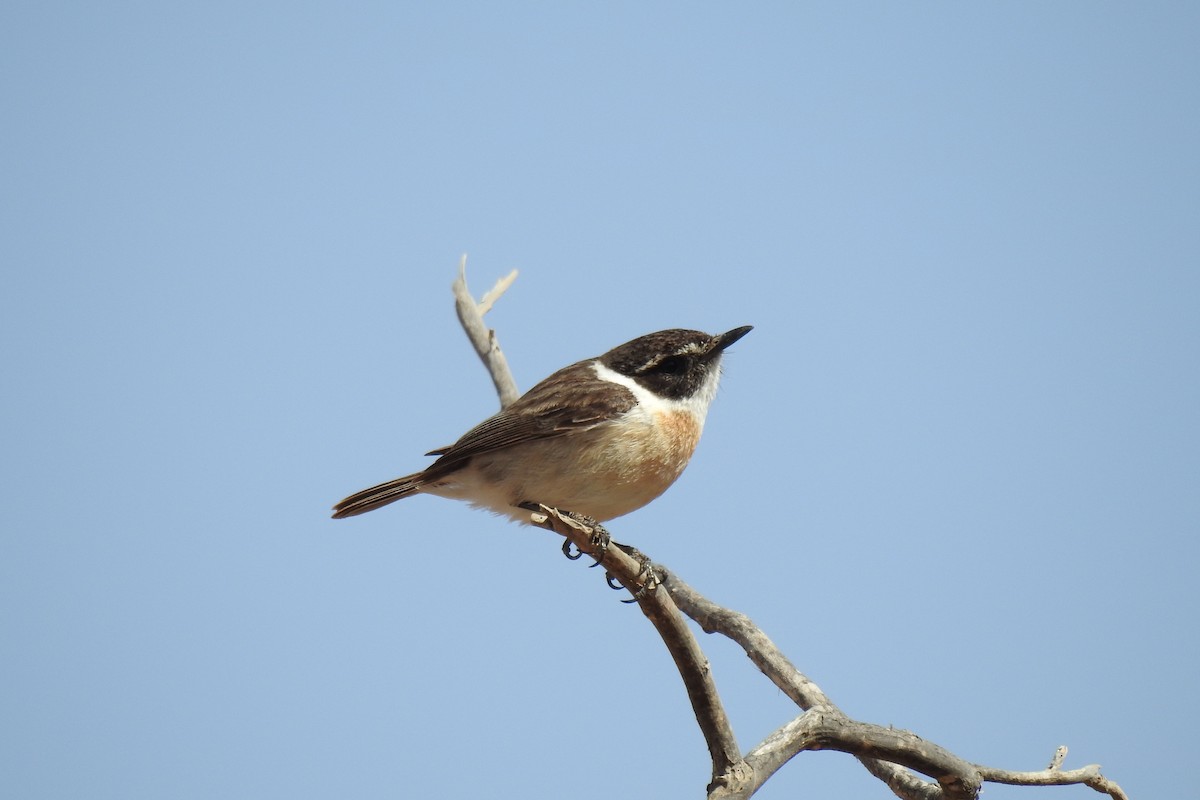 Fuerteventura Stonechat - Peter Hines