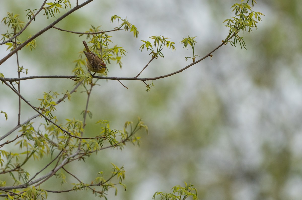 Paruline à couronne rousse - ML614451683