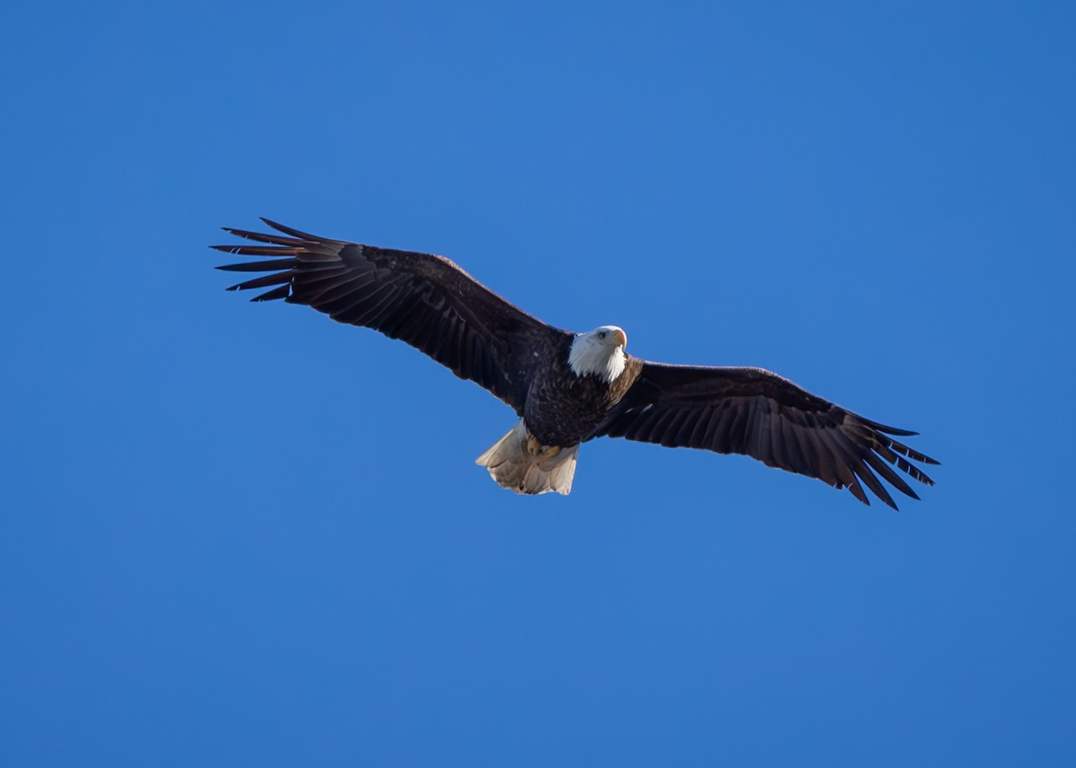 Bald Eagle - ML614451714