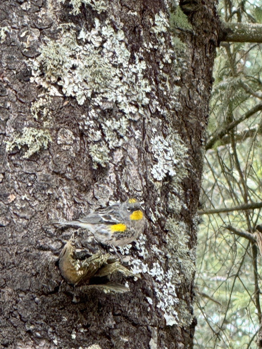 Yellow-rumped Warbler - ML614451715