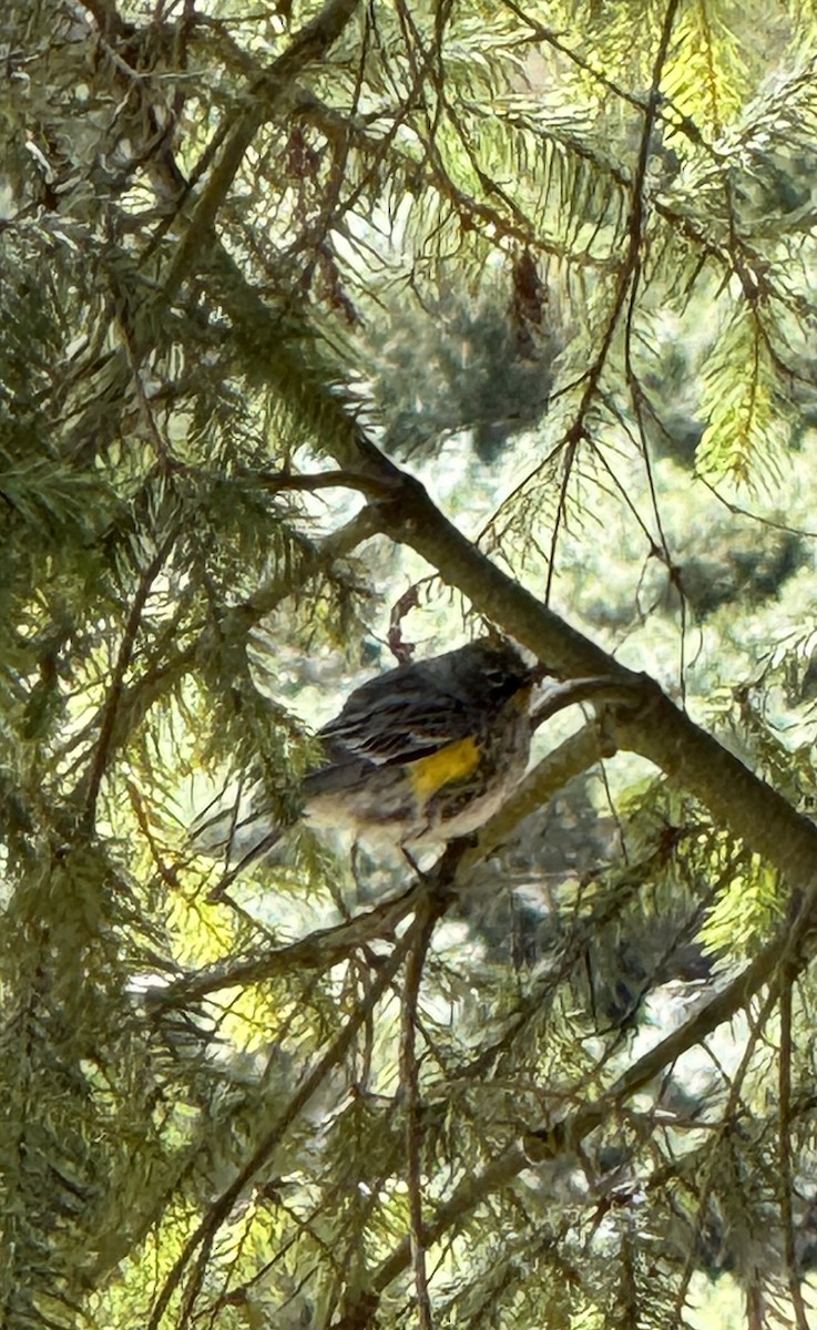 Yellow-rumped Warbler - ML614451716