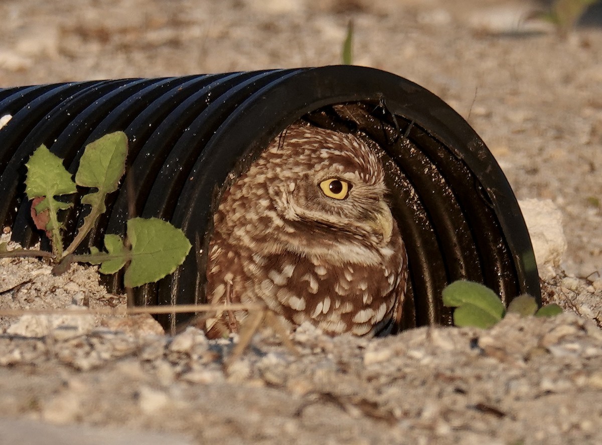 Burrowing Owl - Pavia Antonas 🦉