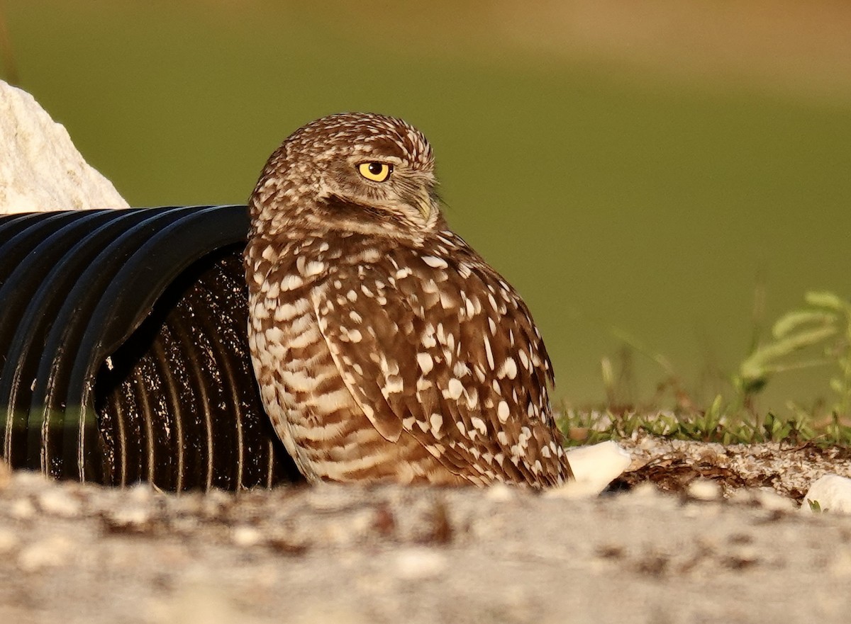 Burrowing Owl - ML614451811