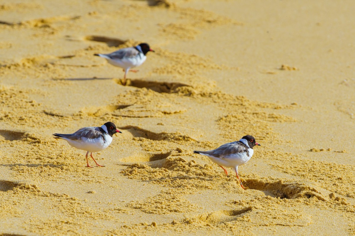 Hooded Plover - ML614451822