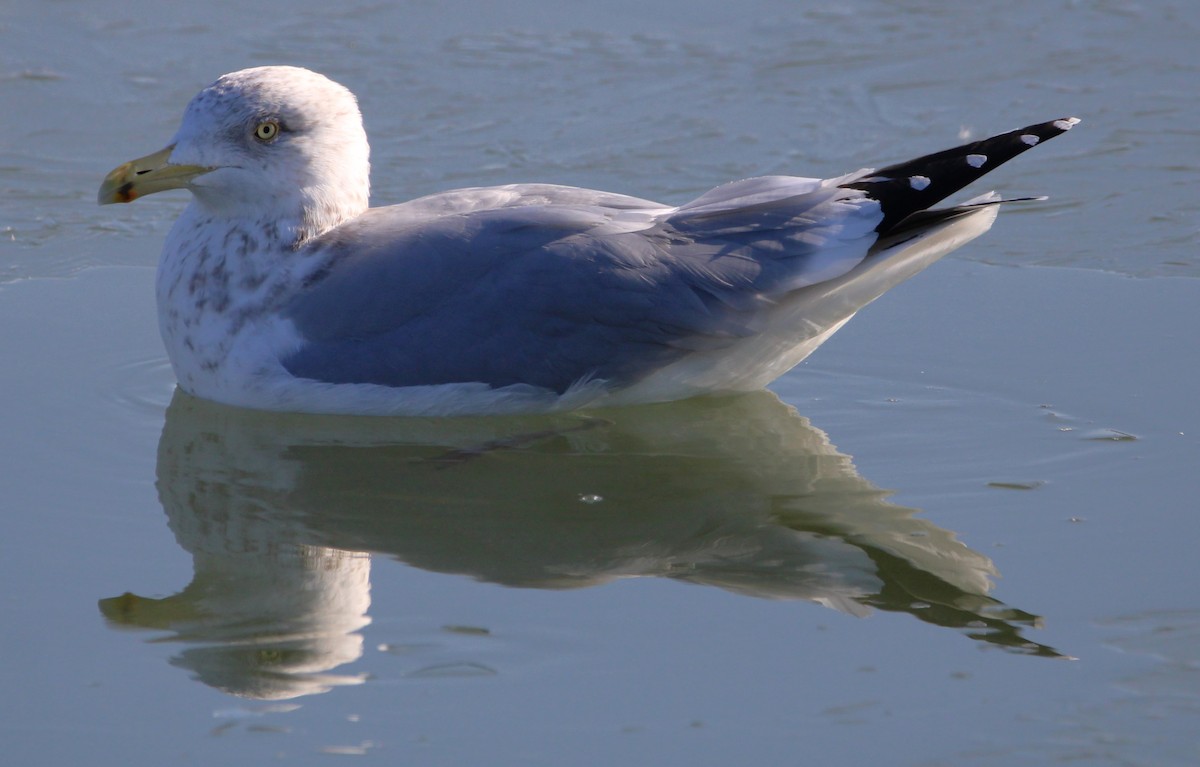 Herring Gull - NE Ohio Duck Tracker - JUDY   ( ')>