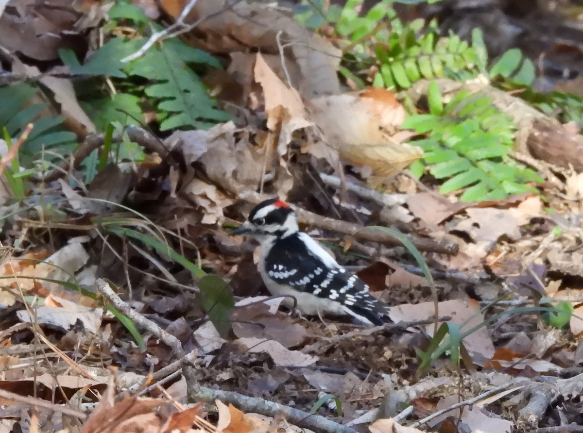 Downy Woodpecker - ML614451908