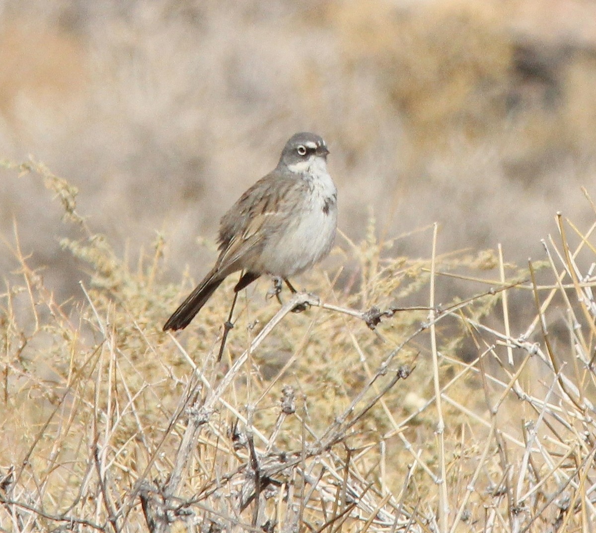 Sagebrush Sparrow - ML614451954