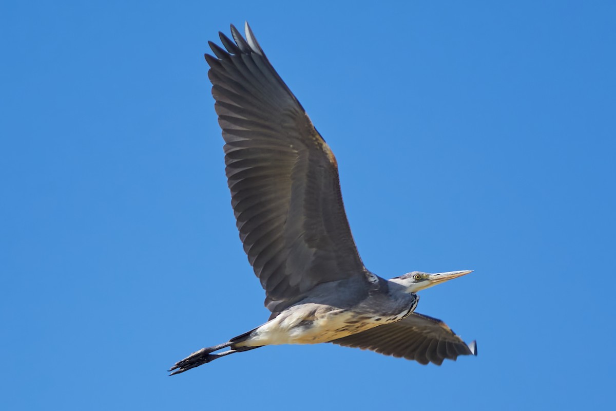 Gray Heron - Luis Manso