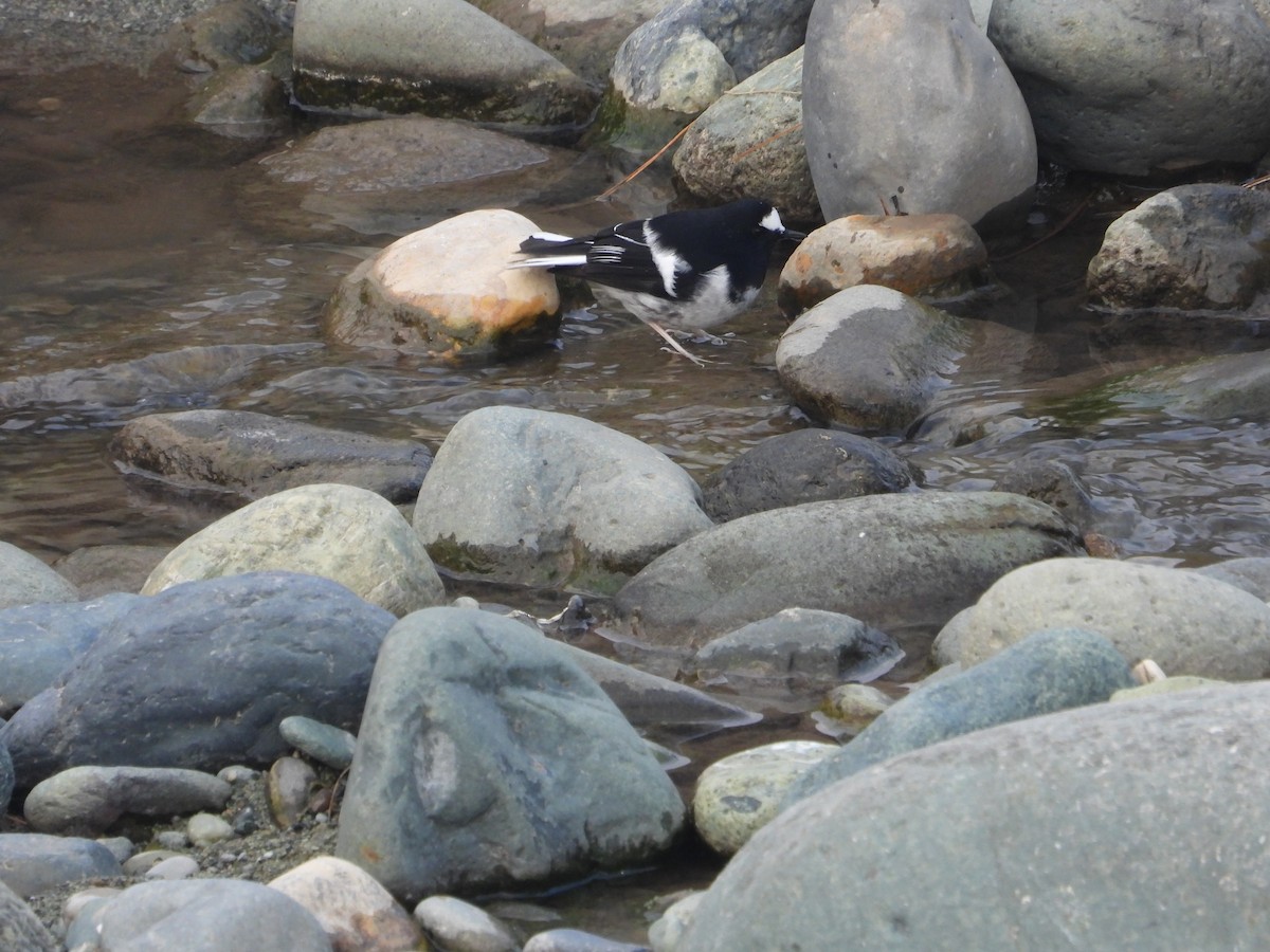 Little Forktail - ML614452006