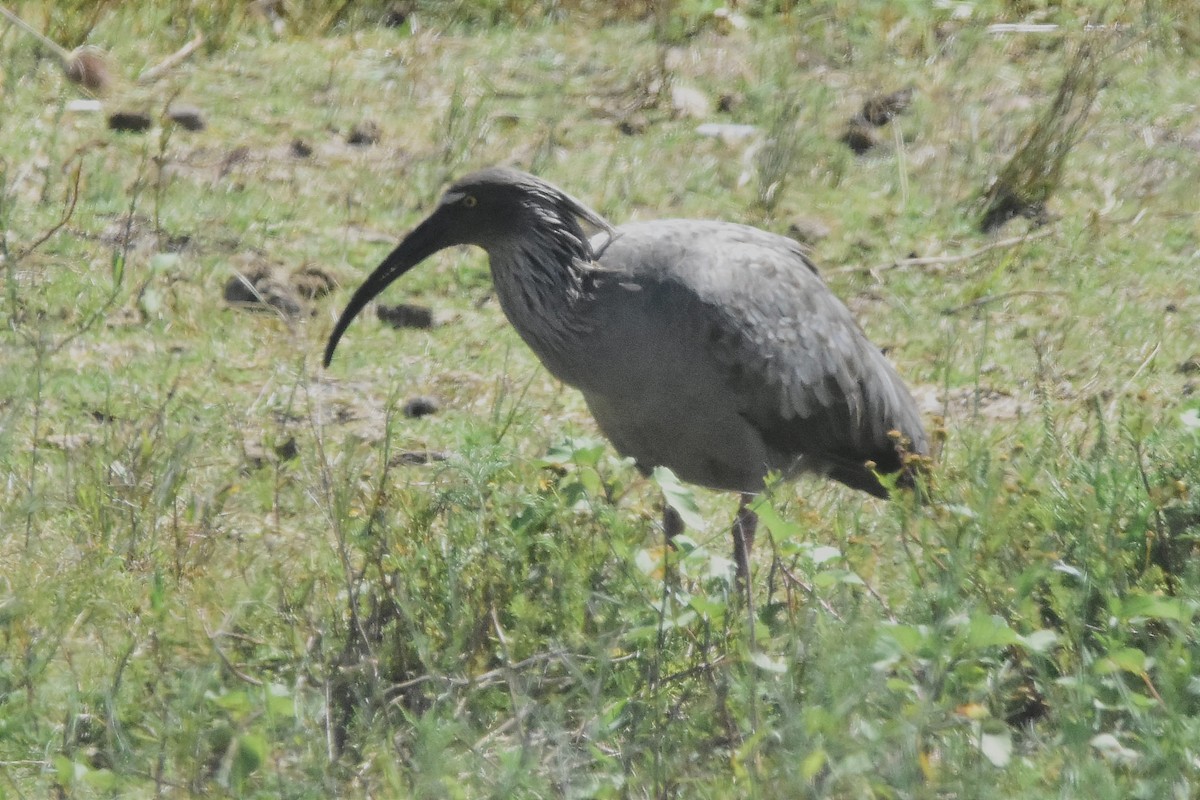 Plumbeous Ibis - ML614452055