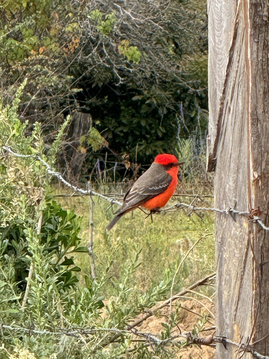 Vermilion Flycatcher - ML614452068