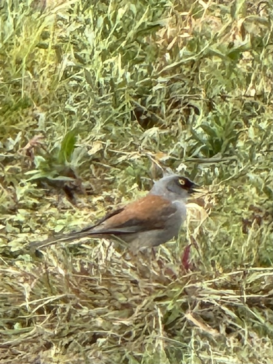 Yellow-eyed Junco - ML614452079