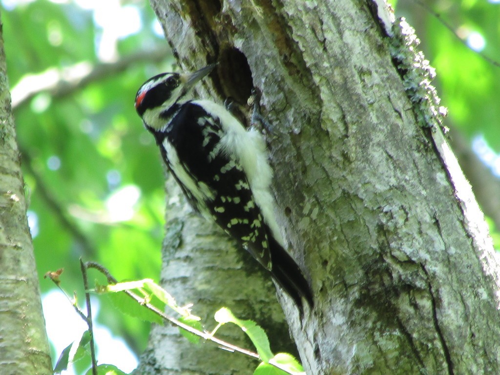 Hairy Woodpecker - ML614452152