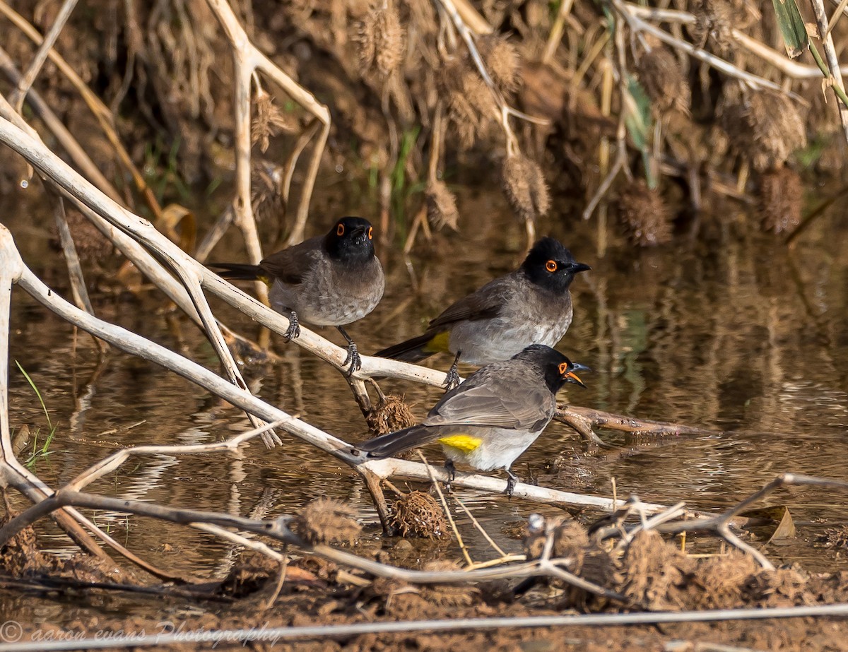 Black-fronted Bulbul - ML61445221