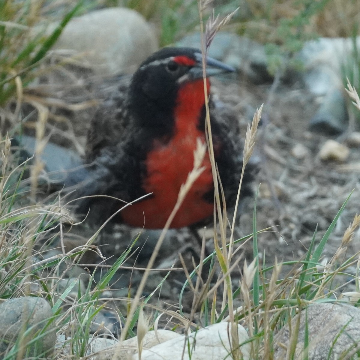 Long-tailed Meadowlark - ML614452253