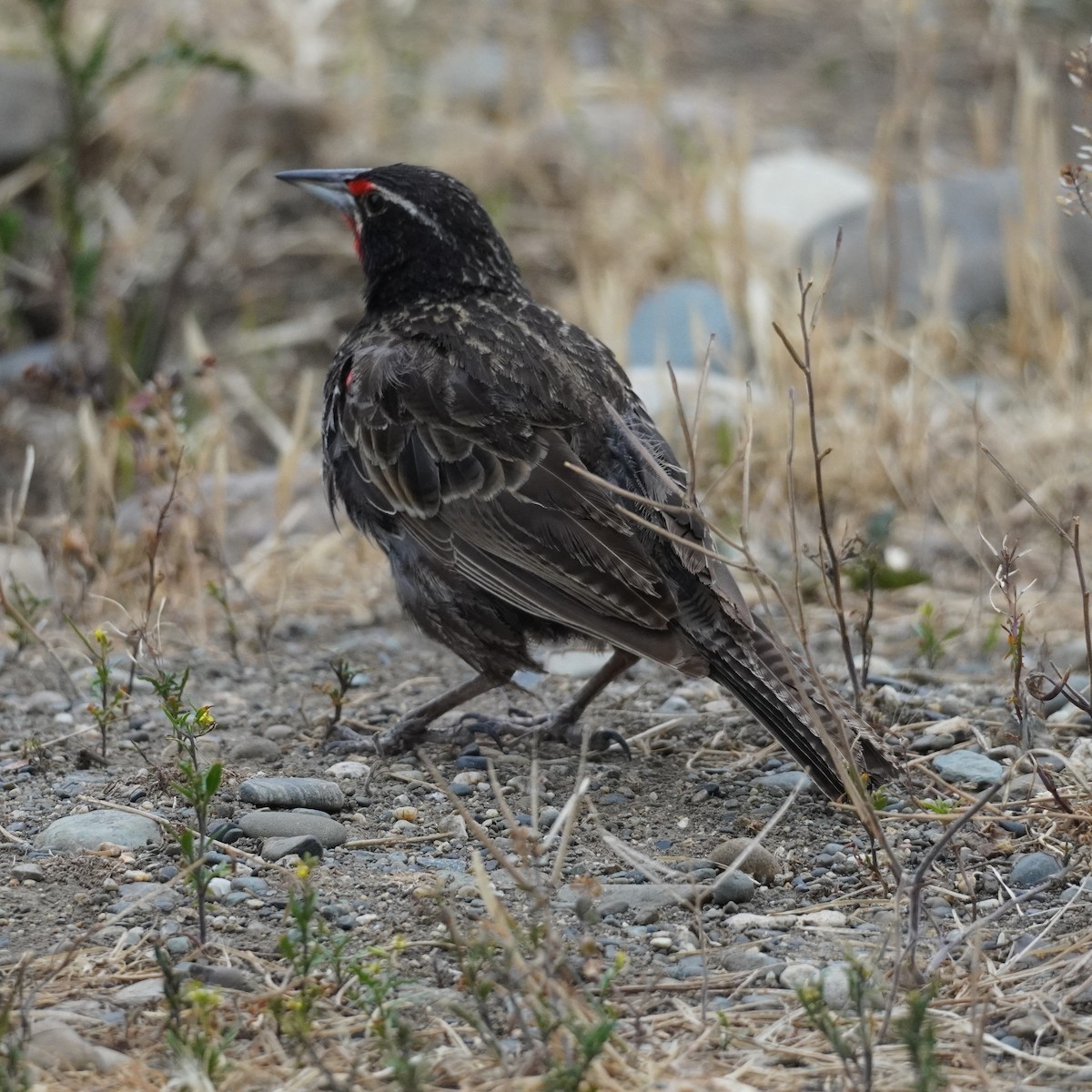 Long-tailed Meadowlark - Brian Rapoza