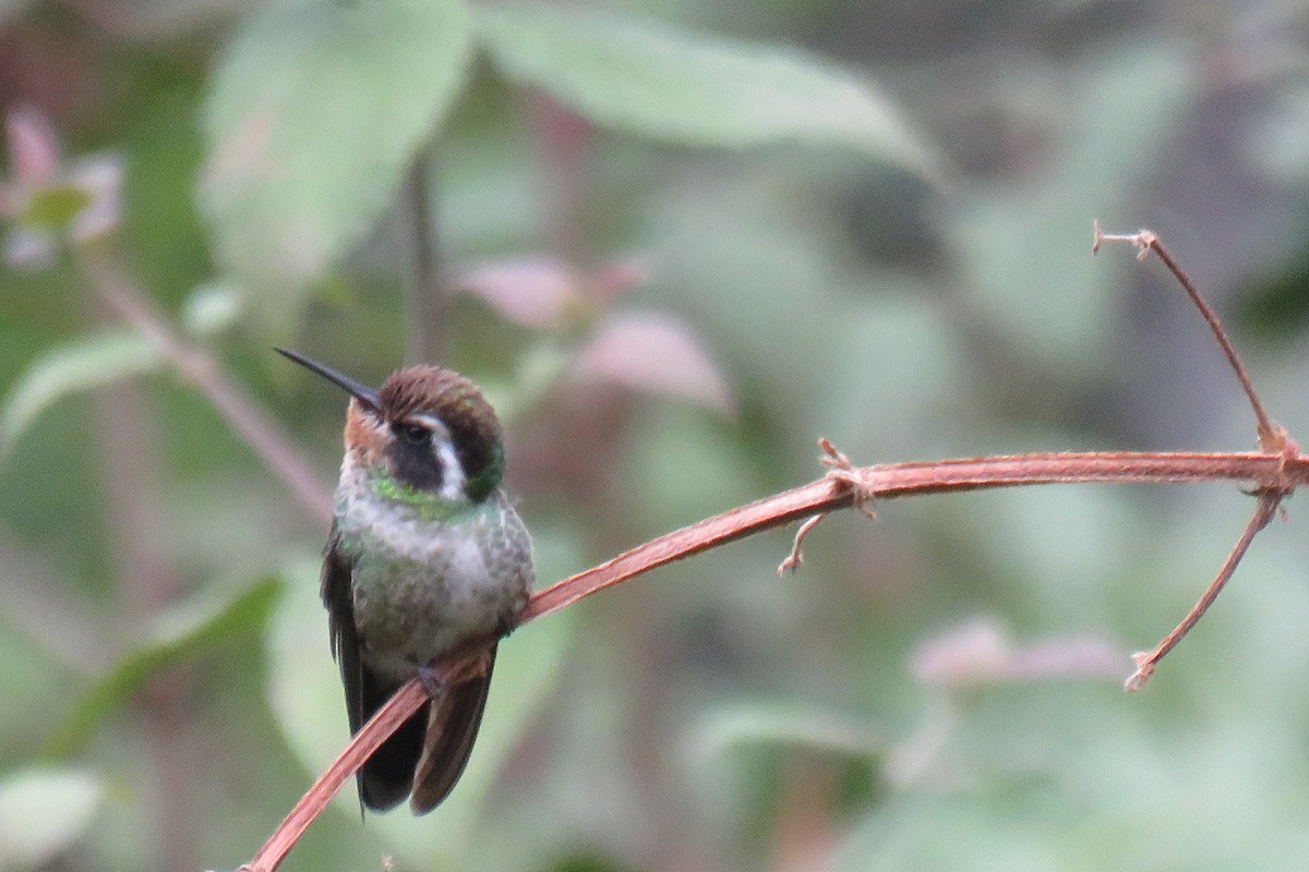 White-eared Hummingbird - ML614452309