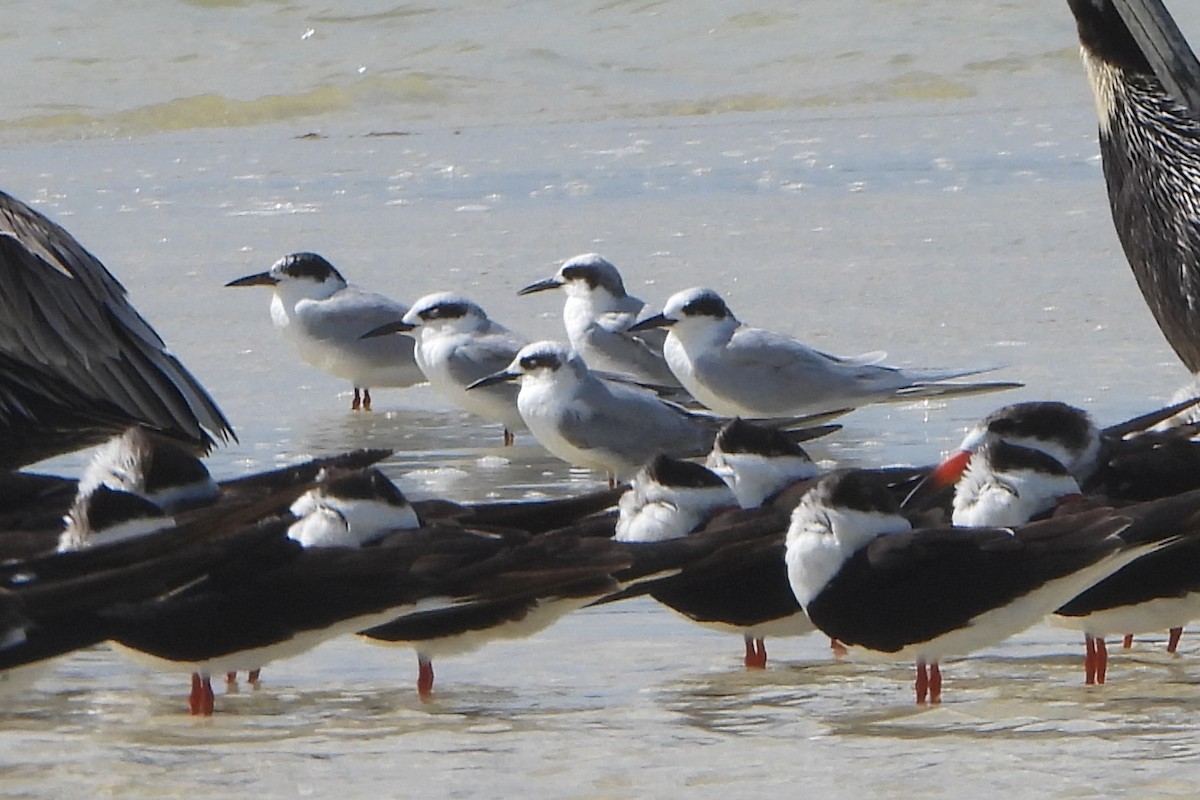 Forster's Tern - ML614452449