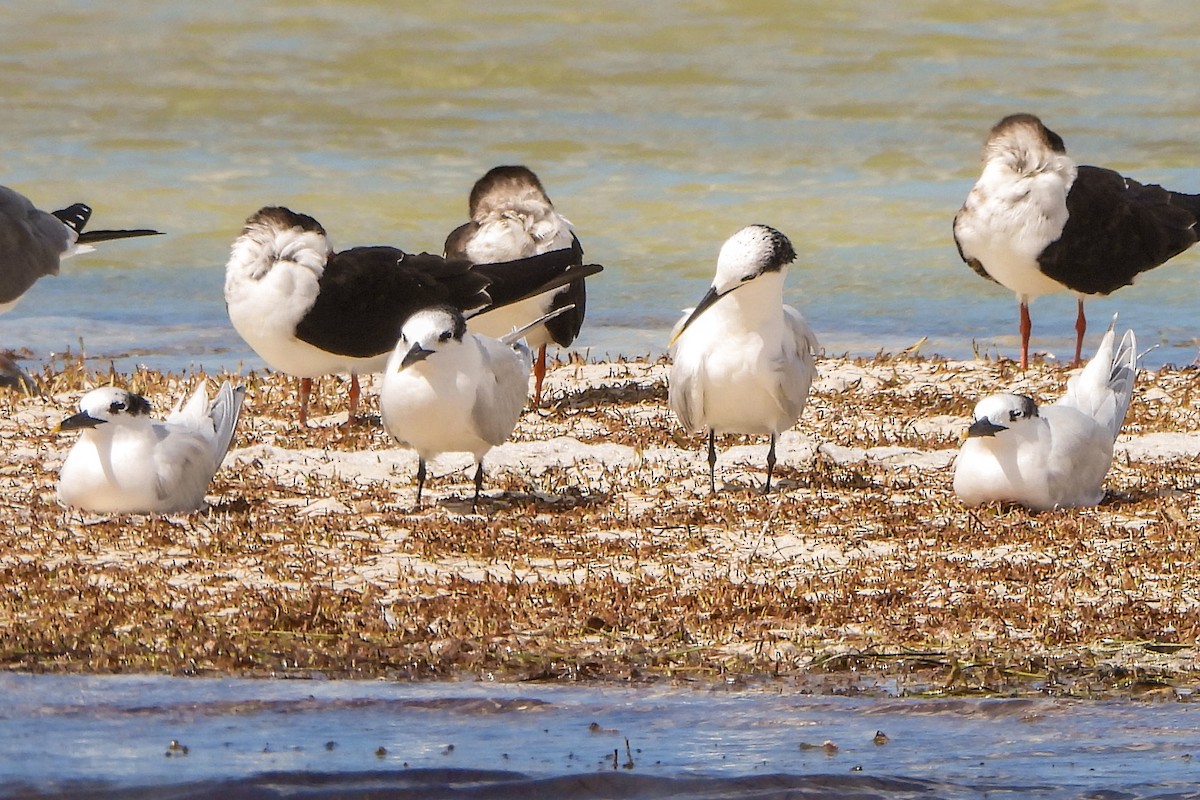 Sandwich Tern - ML614452493