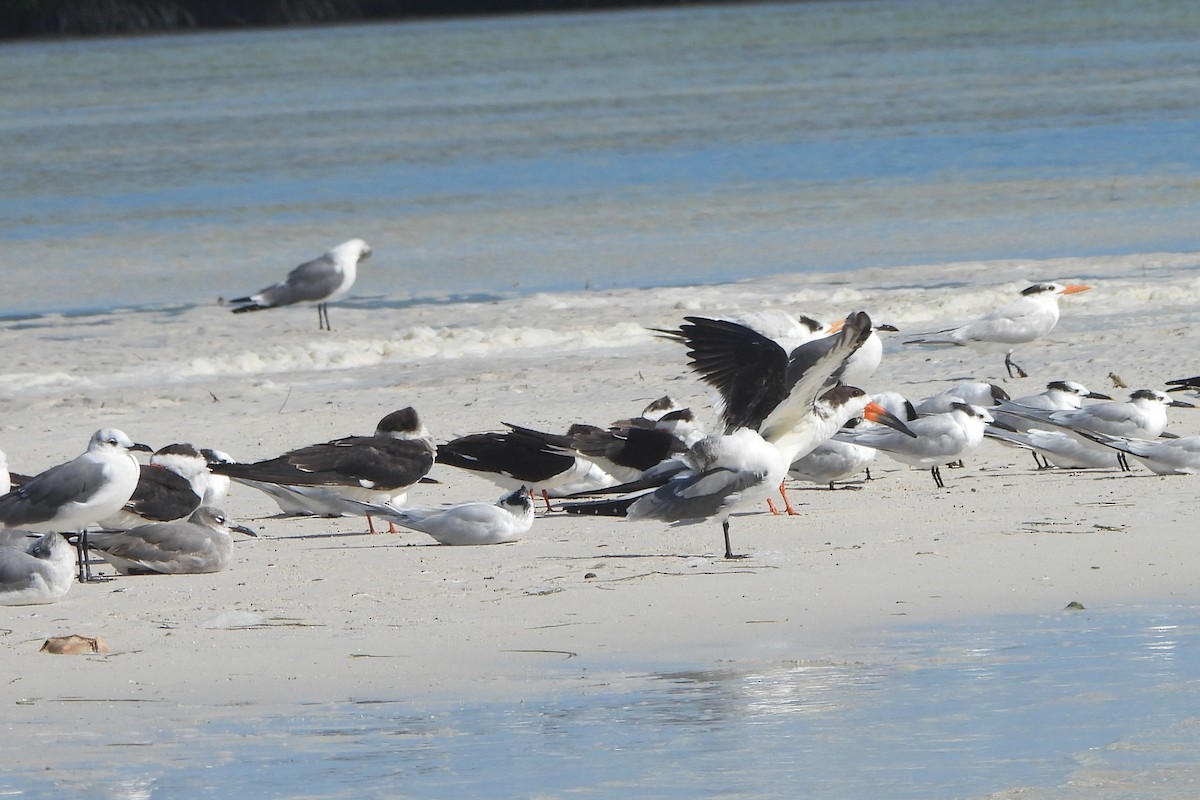 Sandwich Tern - ML614452538