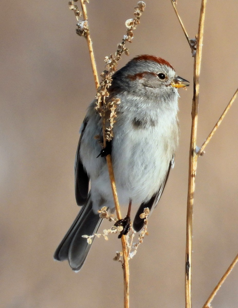 American Tree Sparrow - ML614452682