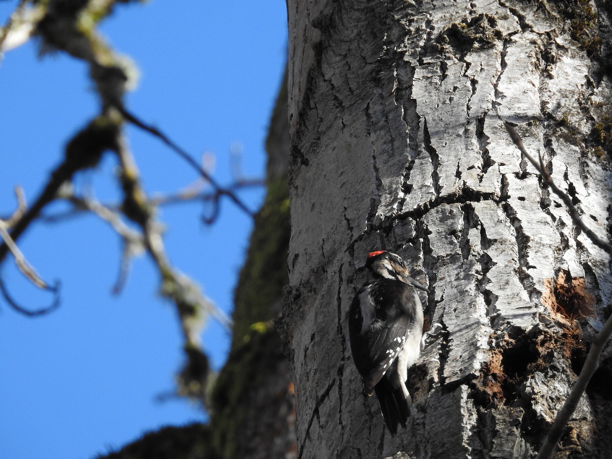 Hairy Woodpecker - Bobby Riggs