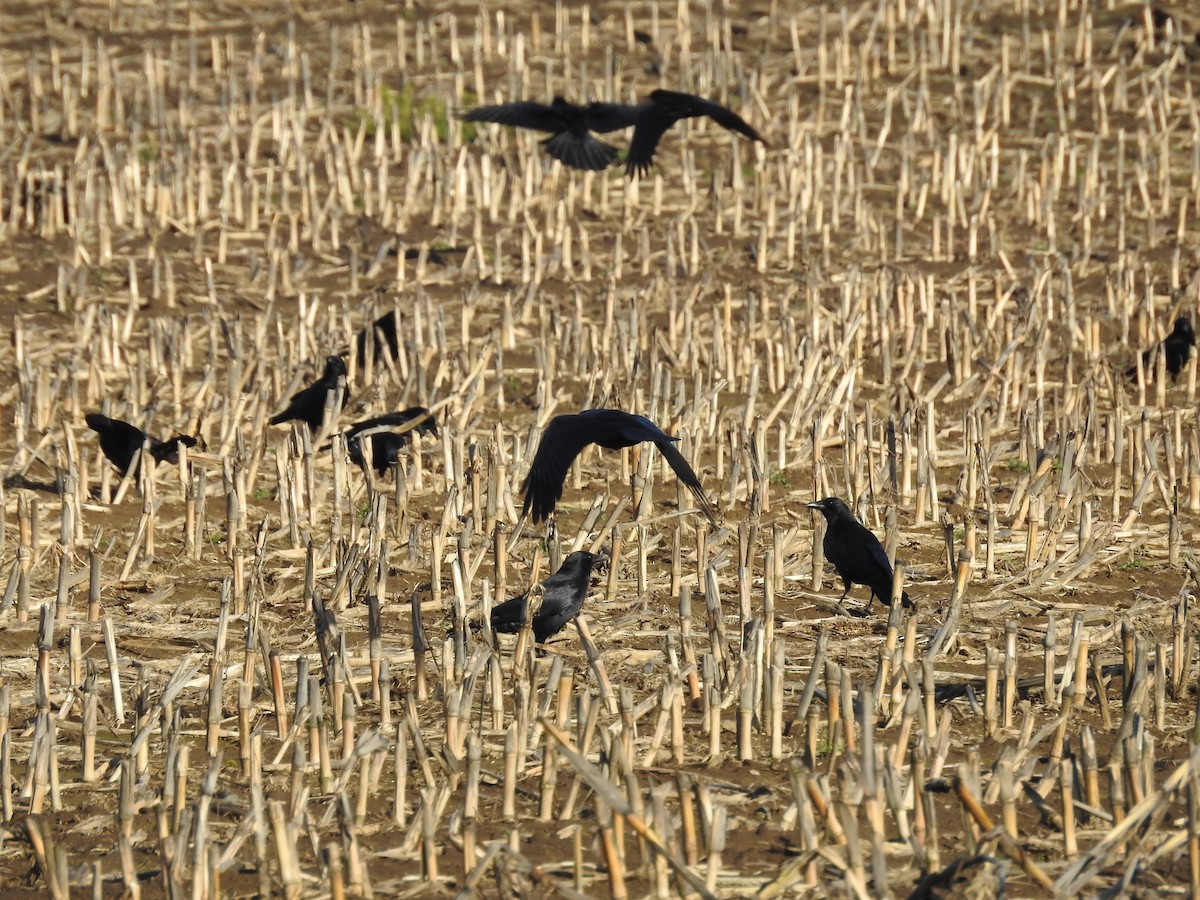 American Crow - ML614452699