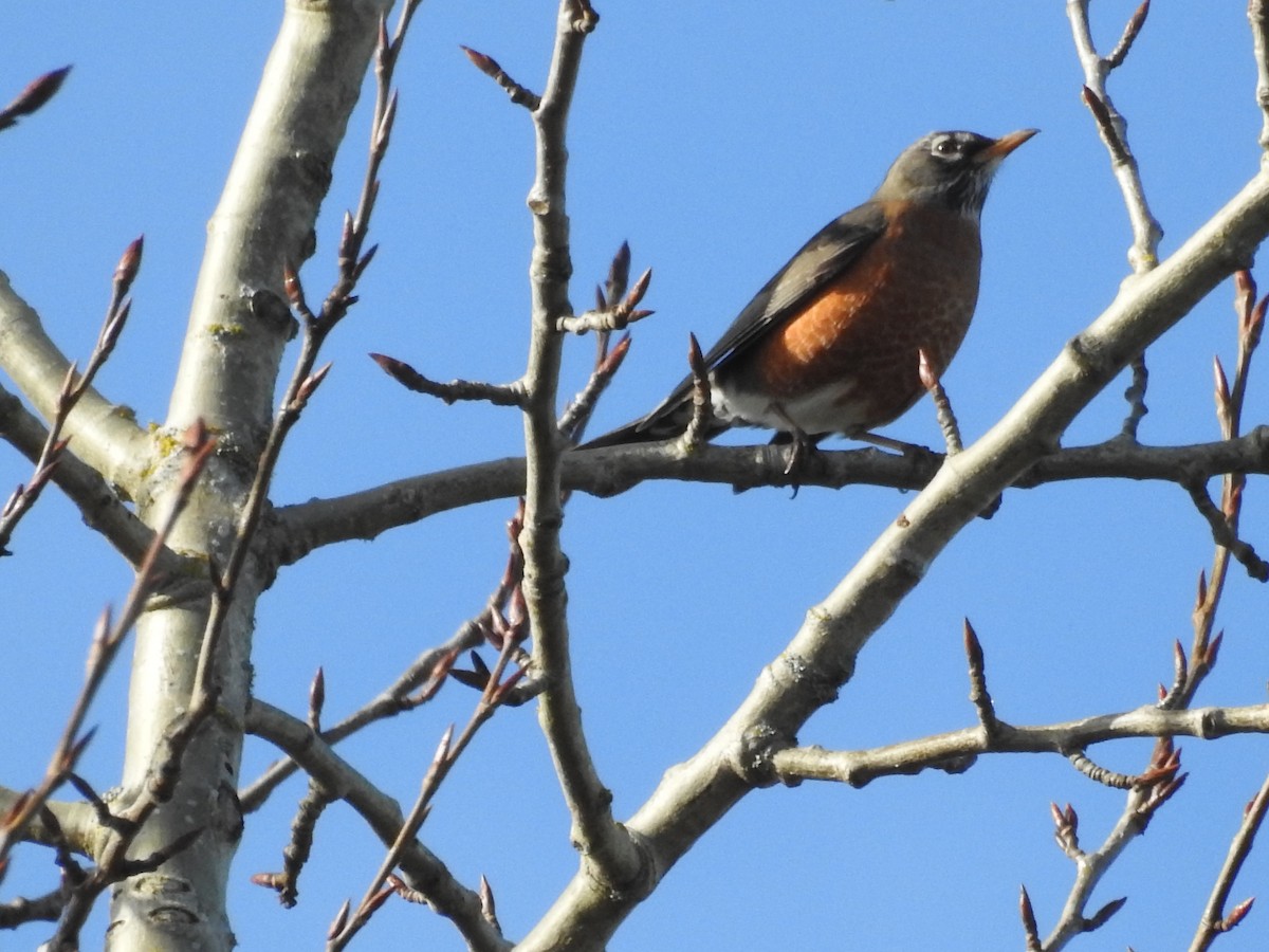 American Robin - ML614452727