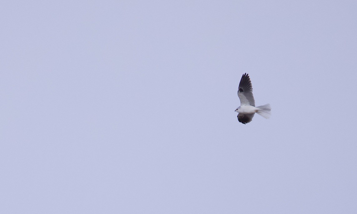 White-tailed Kite - ML614452731