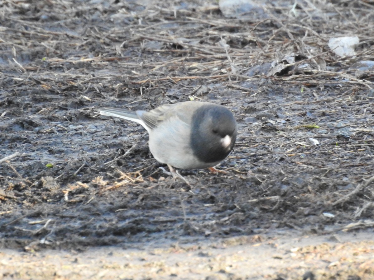 Dark-eyed Junco - Bobby Riggs