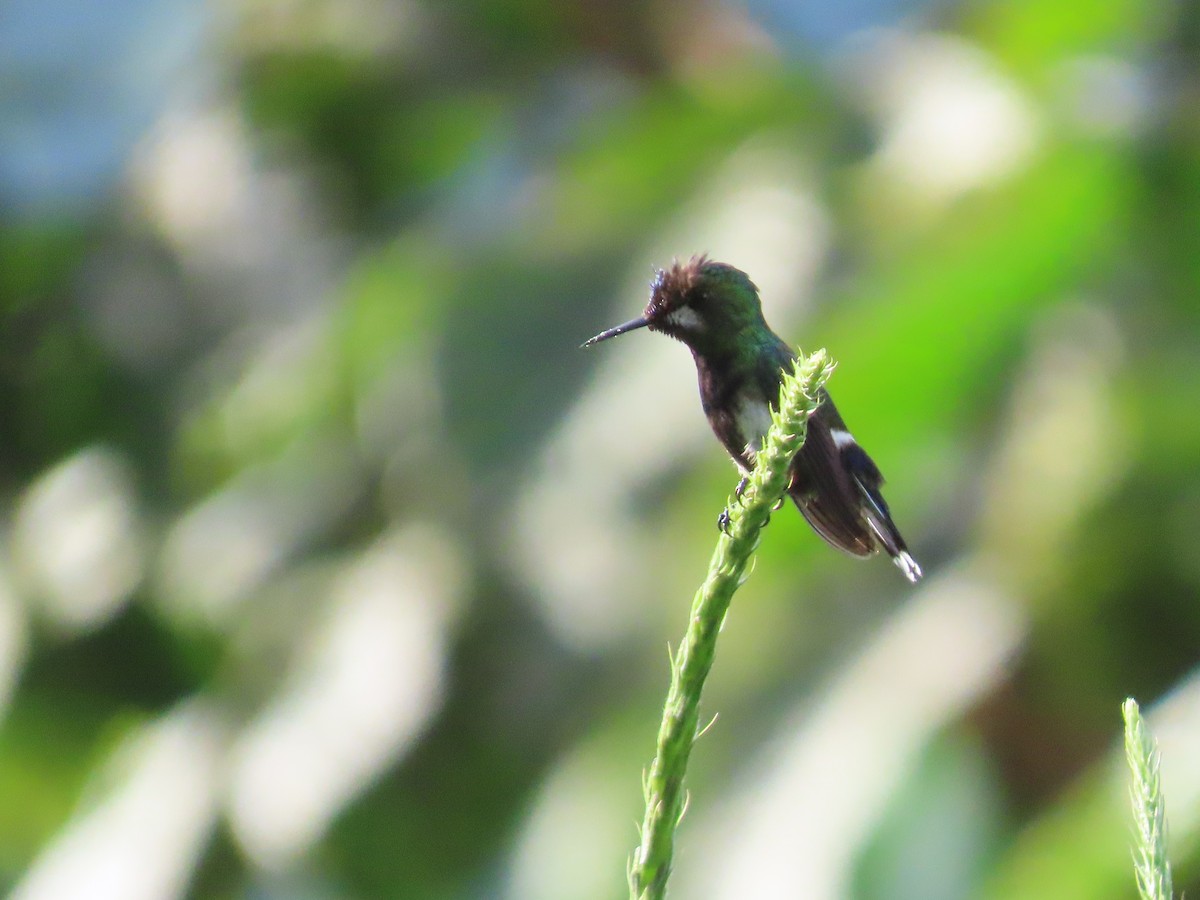 Wire-crested Thorntail - ML614452737