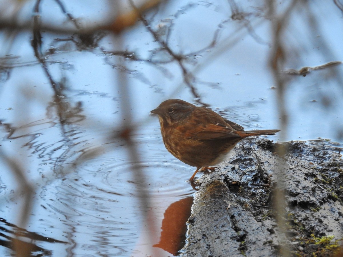 Song Sparrow - ML614452751