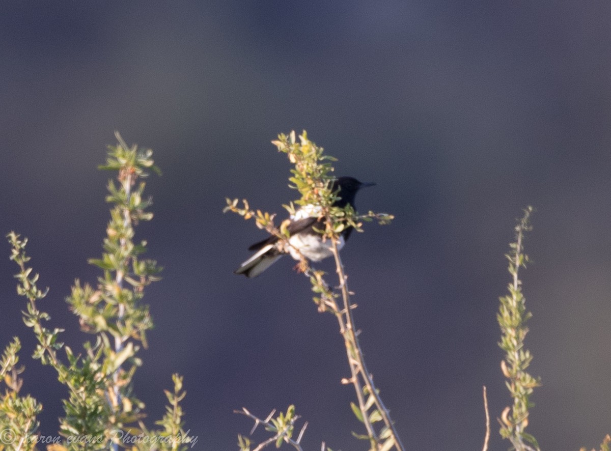 Mountain Wheatear - ML61445281